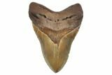 Serrated, Fossil Megalodon Tooth - North Carolina #192469-1